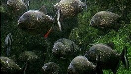 piranha3.jpg