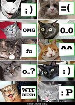kittensmileys.jpg