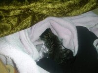 Gatakia sto spitaki!.JPG