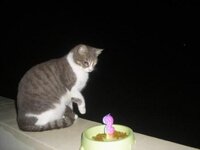 Loukritia genethlia.jpg