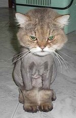 shaved_cat2.jpg