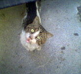 αρρωστος γατουλις.jpg