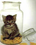 cat in a bottle.jpg