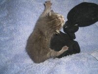 me tis kaltsoules.jpg