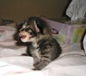 thelo ki alloooo.jpg