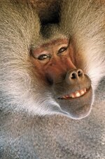 baboon.jpg