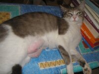 Loukritia mastitida.jpg