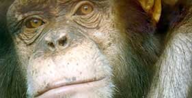 281x144_chimp_thoughful.jpg