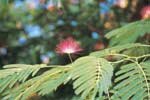Albizia julibrissin1.jpg