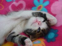 Αντίγραφο από kuriakos003.jpg