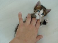 Αντίγραφο από mimh002.jpg