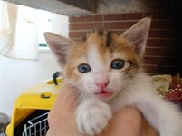 Αντίγραφο από telika001.jpg