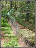 CatFence1.jpg