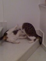 Εικόνα 028.jpg