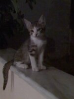 Εικόνα 002.jpg