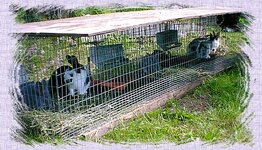 rabbitcage.jpg