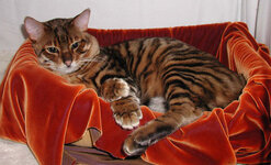 070321-toygers-photos_big.jpg