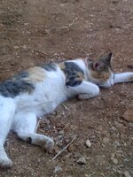 Εικόνα 016.jpg