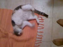 Εικόνα 029.jpg