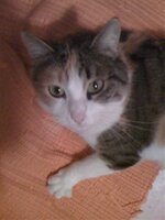 Εικόνα 034.jpg