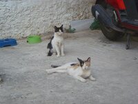 Pitsilo-Voukitsa micro.JPG