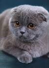 scottish fold1.jpg