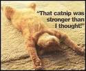 catnip1.jpg