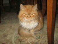 Εικόνα 327.jpg