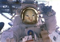 spacecat.jpg