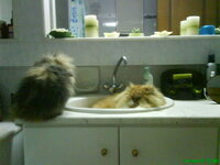 Λευτέρης & Silky!.JPG