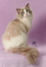 lilacpoint bicolor ragdoll.jpg