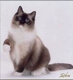 sealpoint mitted ragdoll.jpg