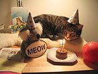 birthday_cat_small.jpg