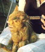 Αλλαντίν & Νότα.jpg