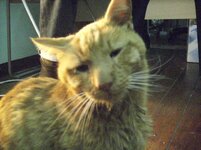 Αλλαντίν κούκλος.JPG