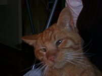 Αλλαντίν πορτρέτο.JPG