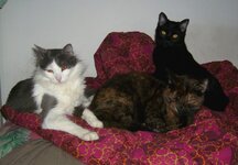 Πετουλίτα και αδερφάκια.JPG