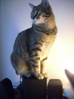 Φένστερ - λύγκας.jpg