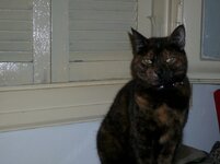 Πετουλίτα στο παράθυρο.JPG