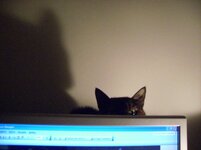 Πετουλίτα στον υπολογιστή.JPG