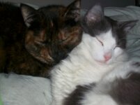 Πετουλίτα και Ρουμποτύρης.JPG