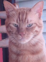 Τσεϋς εγερτήριο micro.jpg