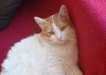 fouksiaFaldi micro.jpg