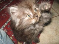 Εικόνα 417.jpg