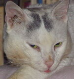 Ο Αιγύπτιος.jpg