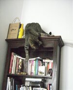 Φένστερ ατακτεί.jpg