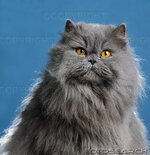 juniors-persian-animal-animals-blue-camera-cat-~-00008067.jpg