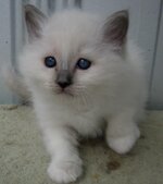 Blue girl 5 weeks.jpg