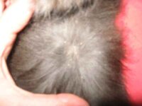 Εικόνα 459.jpg