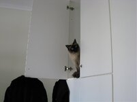 Pisu στη ντουλάπα.jpg